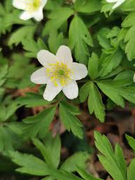 Attēlu rezultāti vaicājumam “Anemone nemorosa leaf”