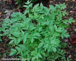 Attēlu rezultāti vaicājumam “Angelica archangelica fruit”