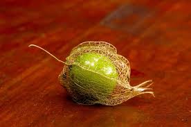 Attēlu rezultāti vaicājumam “Physalis alkekengi fruit”