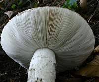 Attēlu rezultāti vaicājumam “Amanita strobiliformis”