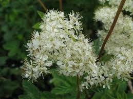Attēlu rezultāti vaicājumam “Filipendula ulmaria  flower”