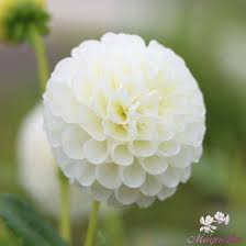Image result for Dahlia `Snowflake`
