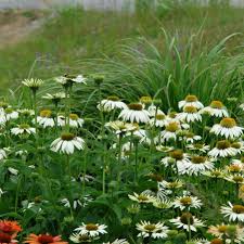 Attēlu rezultāti vaicājumam “Echinacea purpurea leaf”