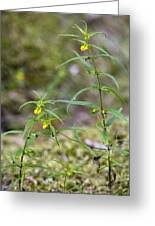 Attēlu rezultāti vaicājumam “Melampyrum sylvaticum”