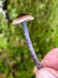 Attēlu rezultāti vaicājumam “Diderma ochraceum young”