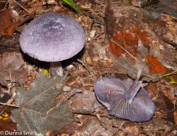 Attēlu rezultāti vaicājumam “Cortinarius violaceus”