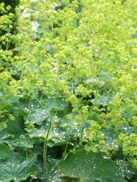 Image result for Alchemilla mollis