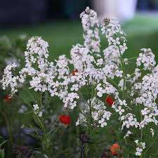 Image result for Hesperis matronalis