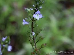 Attēlu rezultāti vaicājumam “Veronica anagallis-aquatica leaf”