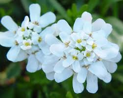 Image result for Iberis amara