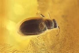 Attēlu rezultāti vaicājumam “Latridiidae”