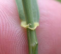 Attēlu rezultāti vaicājumam “Elytrigia repens subsp. arenosa”