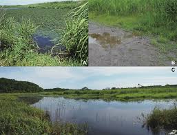 Attēlu rezultāti vaicājumam “Enochrus affinis”