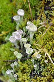 Attēlu rezultāti vaicājumam “Cladonia fimbriata”