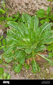 Attēlu rezultāti vaicājumam “Oenothera biennis leaf”