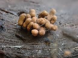 Attēlu rezultāti vaicājumam “Heterotrichia oerstedii (syn. Arcyria oerstedii) spores”