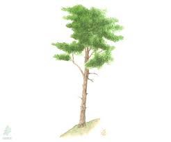 Attēlu rezultāti vaicājumam “Pinus sylvestris”