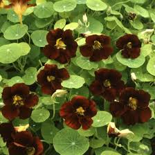Image result for Tropaeolum majus