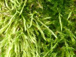 Attēlu rezultāti vaicājumam “Pylaisia polyantha”