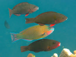 Image result for Scarus psittacus