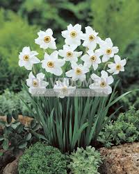 Attēlu rezultāti vaicājumam “Narcissus leaf”