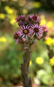 Image result for echtes Hauswurz