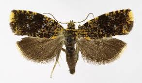 Attēlu rezultāti vaicājumam “Celypha siderana”