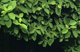 Attēlu rezultāti vaicājumam “Lonicera xylosteum leaf”