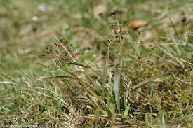 Attēlu rezultāti vaicājumam “Luzula pilosa flower”