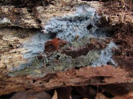 Attēlu rezultāti vaicājumam “Byssocorticium atrovirens”