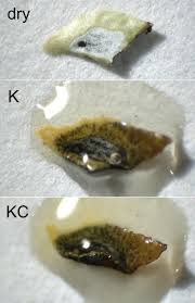 Attēlu rezultāti vaicājumam “Cetrelia sp.”