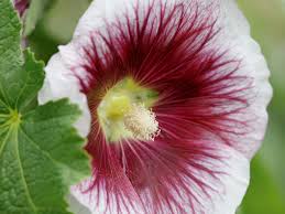 Attēlu rezultāti vaicājumam “Alcea rosea”