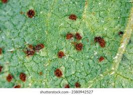 Attēlu rezultāti vaicājumam “Puccinia coronata”