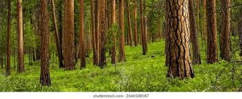 Image result for лес,