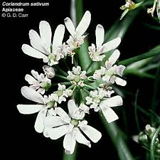 Attēlu rezultāti vaicājumam “Umbelliferae”