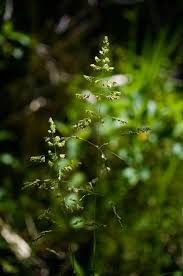 Attēlu rezultāti vaicājumam “Poa trivialis flower”