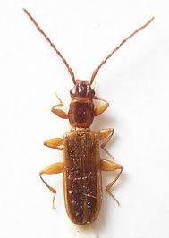 Attēlu rezultāti vaicājumam “Dendrophagus crenatus”