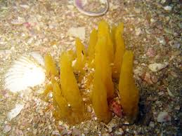 Attēlu rezultāti vaicājumam “Tubifera applanata sessile”