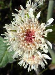 Attēlu rezultāti vaicājumam “Petasites spurius flower”