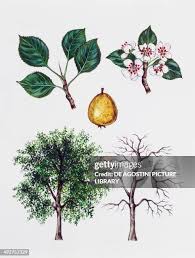 Attēlu rezultāti vaicājumam “Pyrus pyraster fruit”