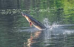 Image result for Acipenser desotoi