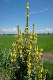 Attēlu rezultāti vaicājumam “Verbascum thapsus flower”