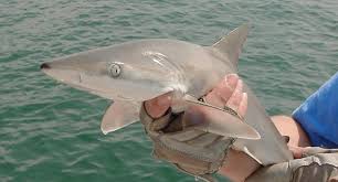 Image result for Carcharhinus