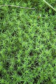 Attēlu rezultāti vaicājumam “Polytrichastrum pallidisetum”