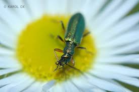 Attēlu rezultāti vaicājumam “Chrysanthia geniculata”