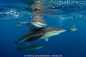 Image result for Carcharhinus falciformis