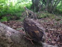 Attēlu rezultāti vaicājumam “Turdus philomelos juvenile”