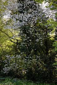 Attēlu rezultāti vaicājumam “Crataegus persimilis leaf”