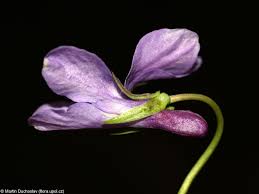 Attēlu rezultāti vaicājumam “Viola reichenbachiana”