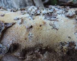 Attēlu rezultāti vaicājumam “Diplomitoporus flavescens”